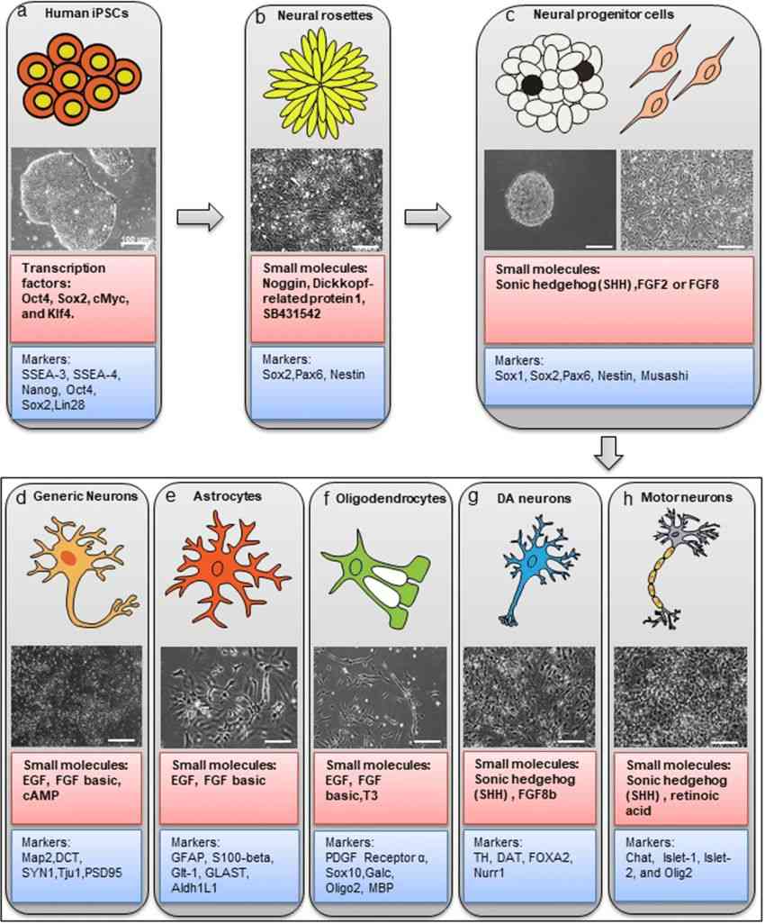 Sequence of cell types of neuronal lineage and lineage-specific markers.
