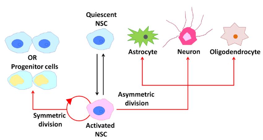 Behavior of neural stem cells (NSCs) within the adult mammalian brain.