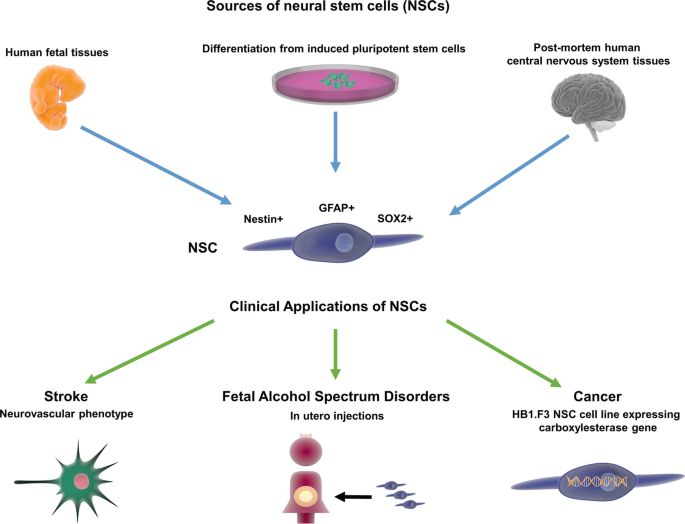 Sources and clinical applications of NSCs.