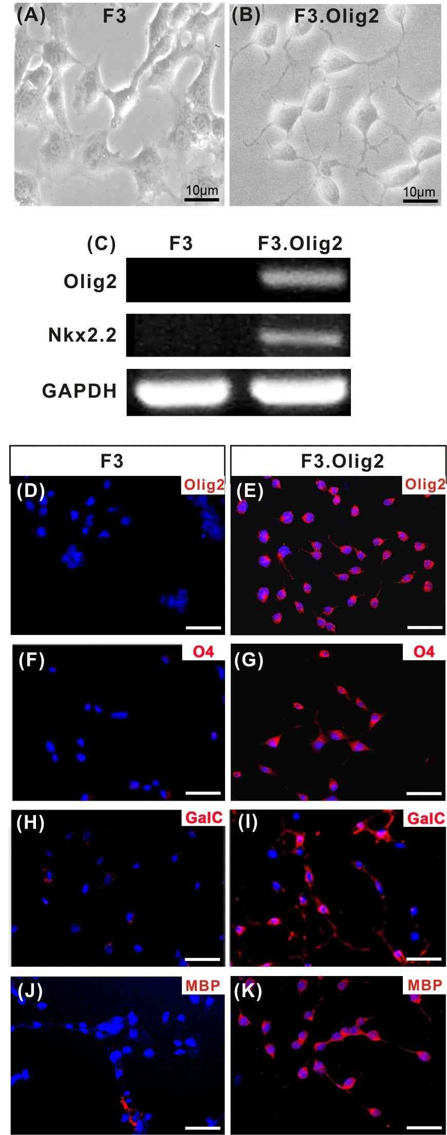Characterization of human neural stem cells (NSCs) transduced with Olig2 transcription factor.