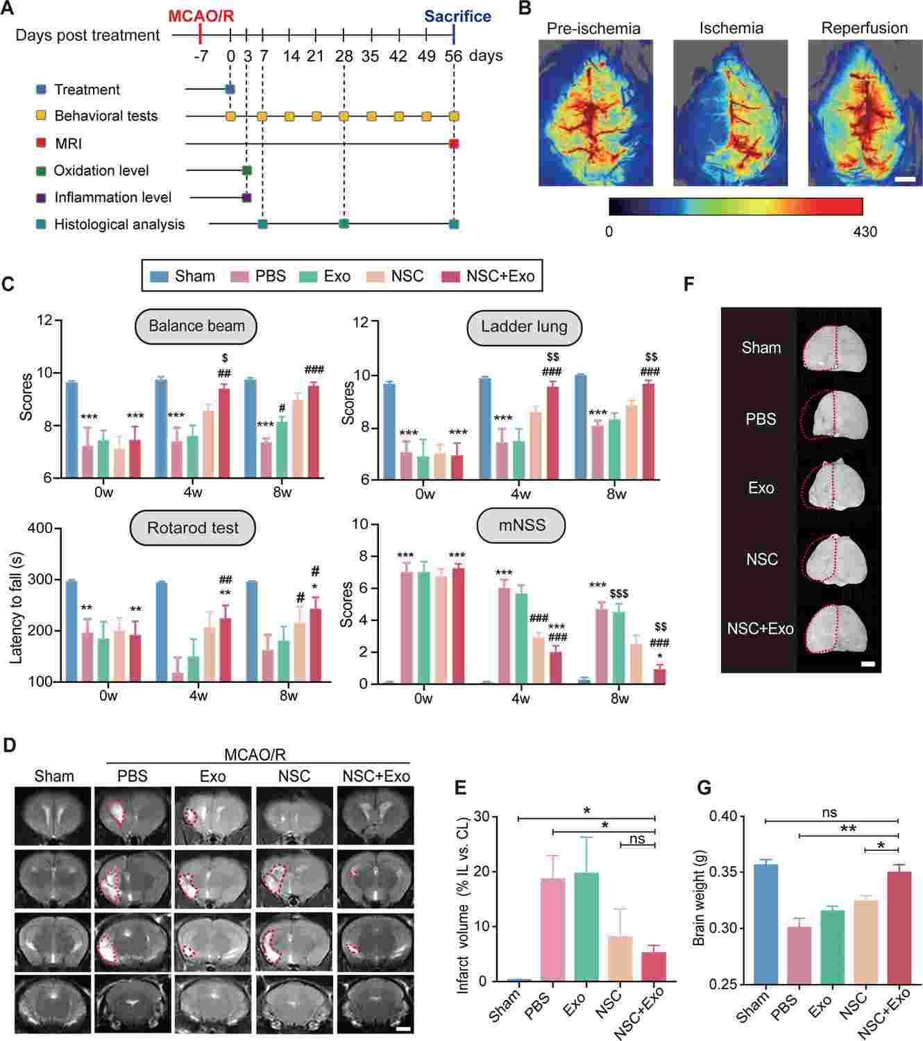 Neural stem cell (NSC)-derived exosomes enhanced the therapeutic effects of NSCs on motor impairment and brain infarction after stroke.