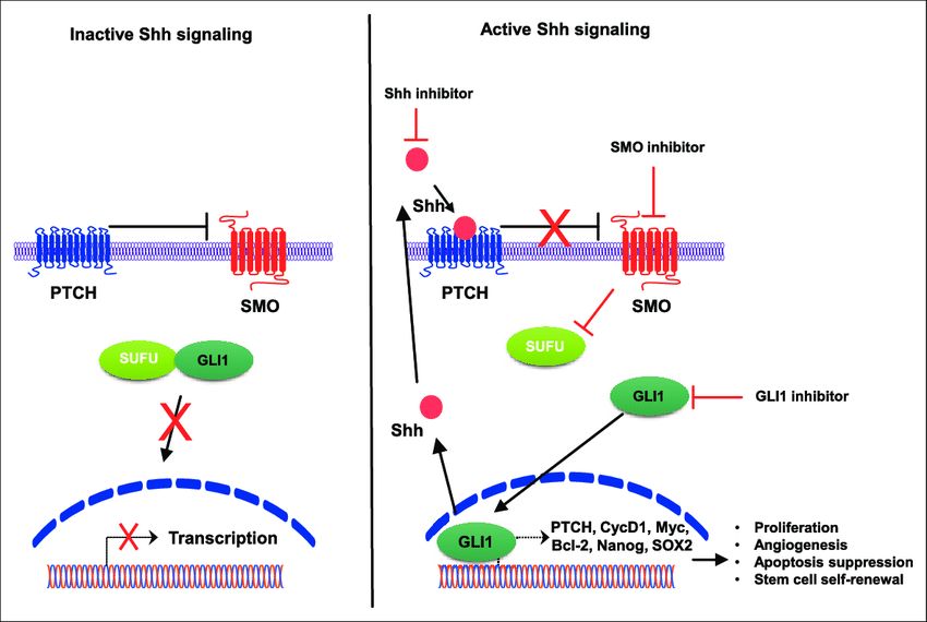 Hedgehog signaling pathway.