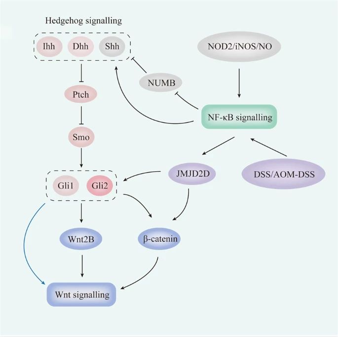 Crosstalk between Hedgehog and other pathways in the intestinal tract.