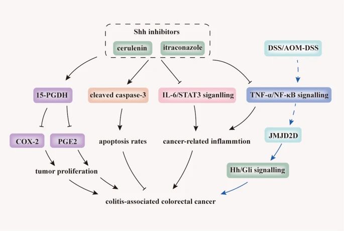 Inhibition of Hh signalling prevents tumourigenesis and CAC progression.