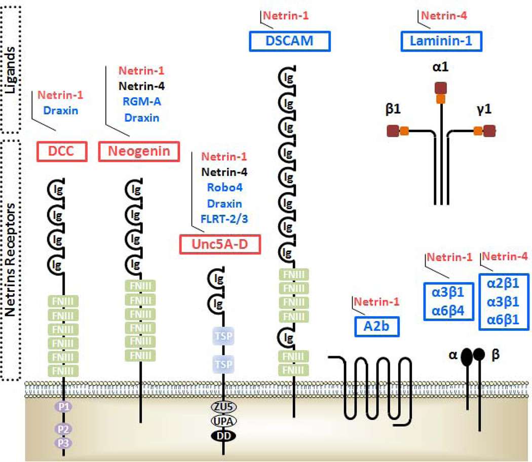 Netrins and their receptors.
