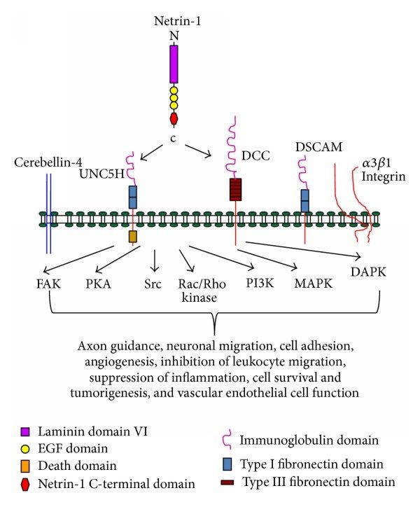 Netrin-1 receptor signaling and known functions.