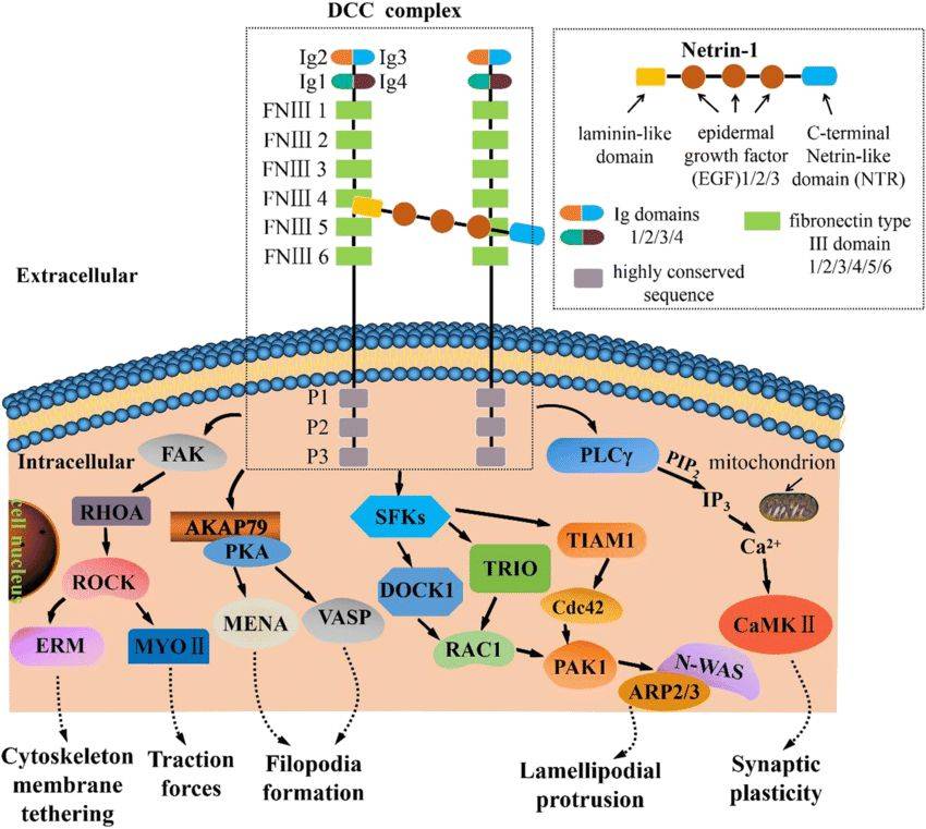 Signaling pathways associated with the ligand Netrin-1 and receptor DCC.