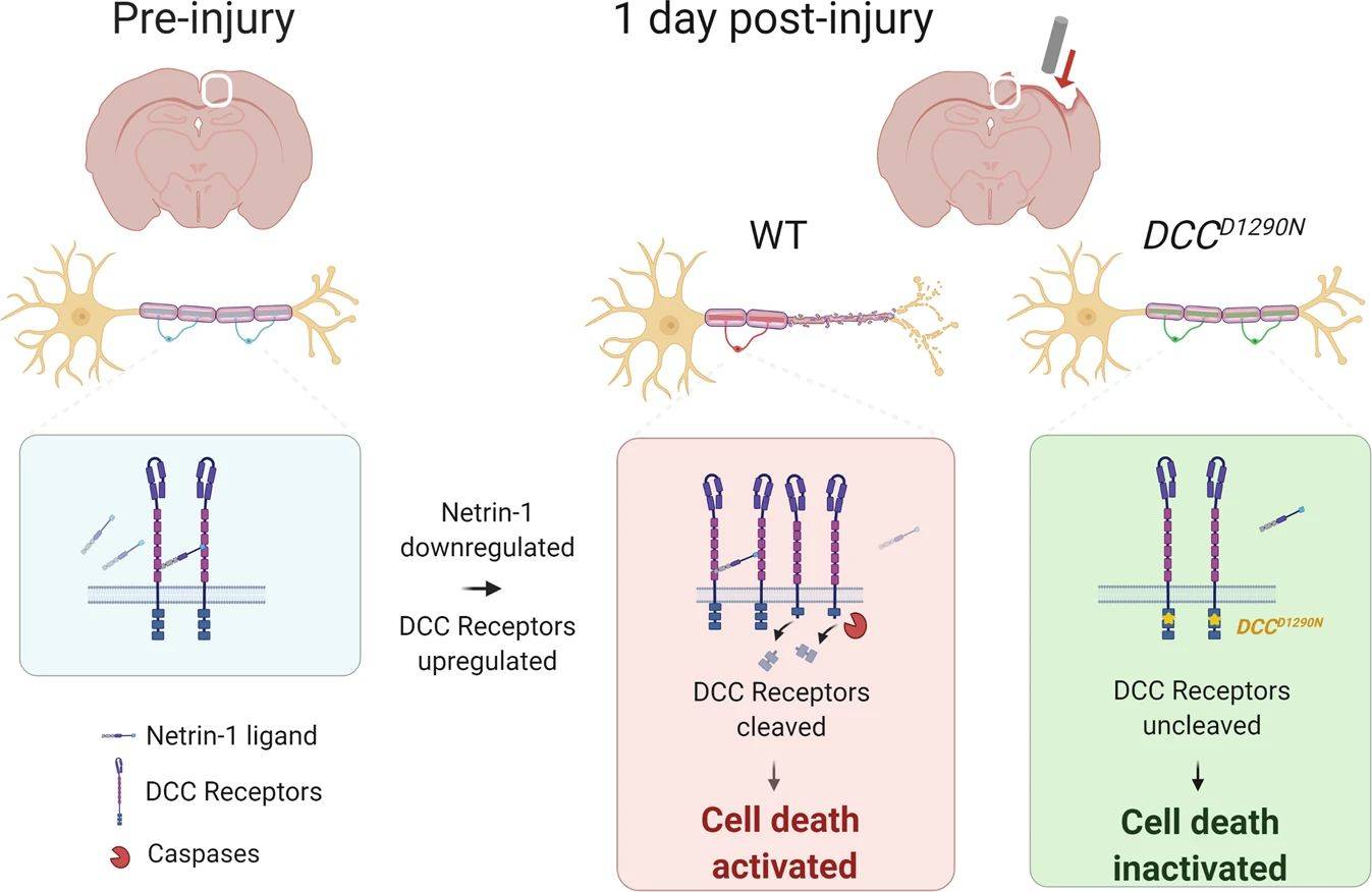 Schematic model of Netrin-1/DCC receptor function in the injured brain.