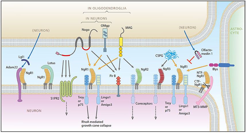 A schematic representation of the Nogo system.