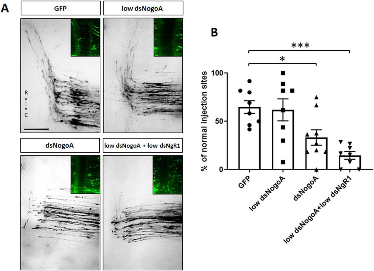 NogoA regulates commissural axon guidance.