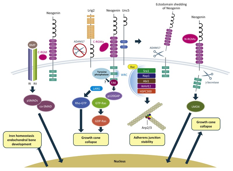 RGMs act as co-receptors for bone morphogenetic proteins (BMPs) and have been proposed to act as a structural bridge between BMPs and Neogenin.