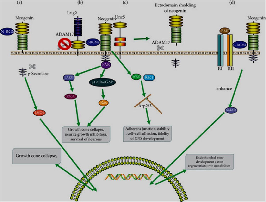 Mechanisms for RGMa Signal Transduction.