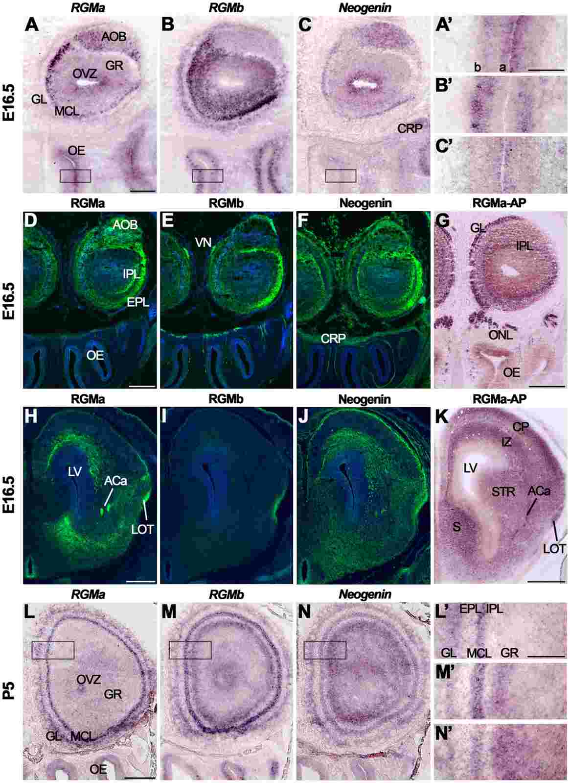 RGM and Neogenin expression in the mouse olfactory system.
