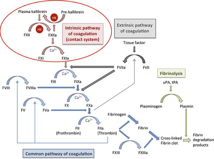 Schematic representation of the coagulation cascade and the fibrinolytic system.  