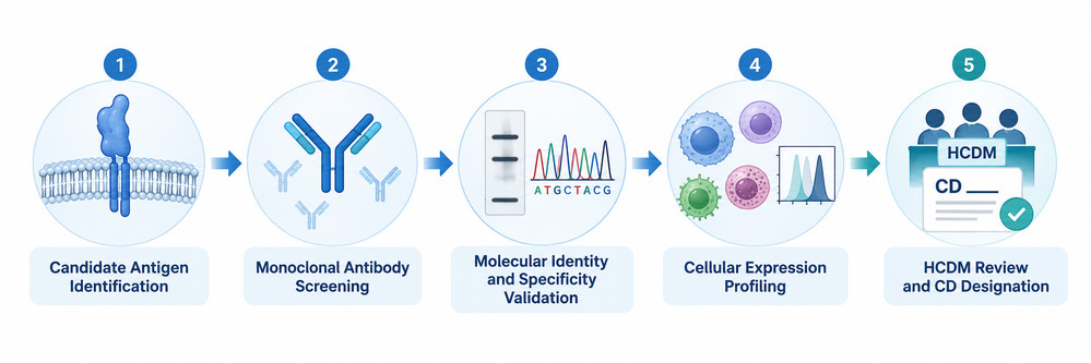 Workflow illustrating how candidate CD molecules are identified, validated using antibodies and cellular expression data, and evaluated for CD nomenclature assignment.