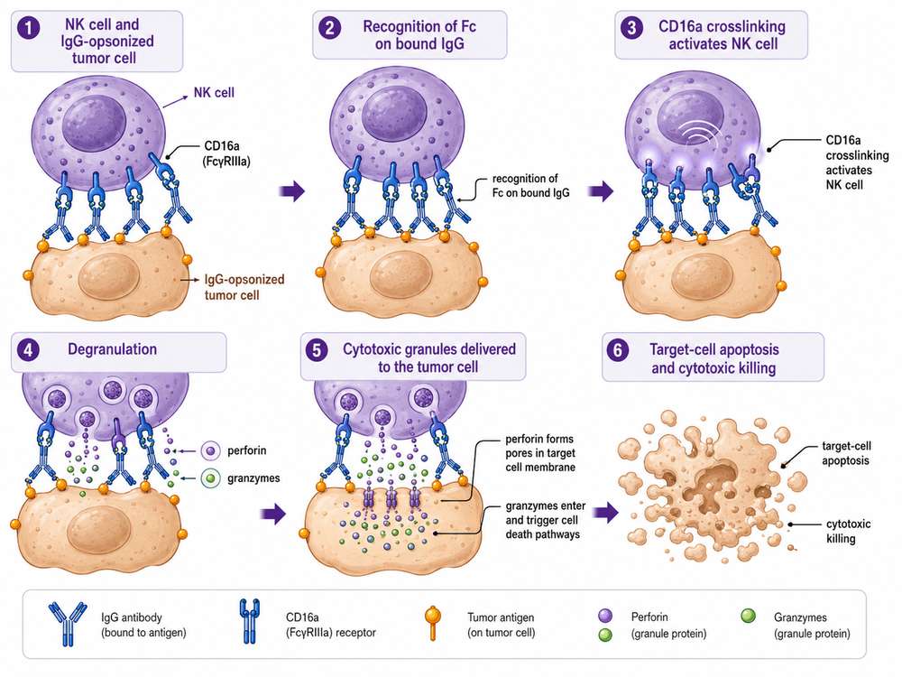 CD16a (Fc&gamma;RIIIa) on NK cells recognizes antibody-opsonized tumor cells and triggers ADCC through granule release and direct cytotoxicity.