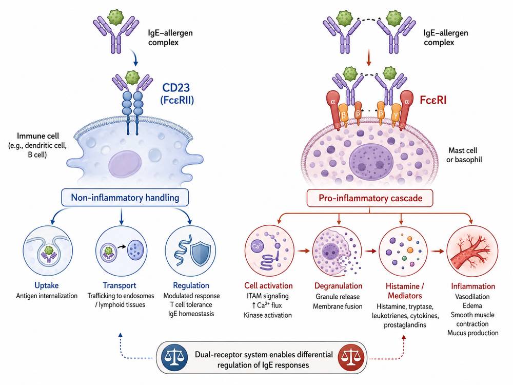 CD23 (Fc&epsilon;RII) provides a non-inflammatory pathway for IgE-allergen complexes, in contrast to the pro-inflammatory Fc&epsilon;RI-mediated cascade. This dual-receptor system allows differential regulation of IgE responses.