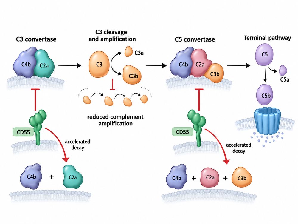 CD55 limiting complement activation by accelerating decay of C3 and C5 convertases.