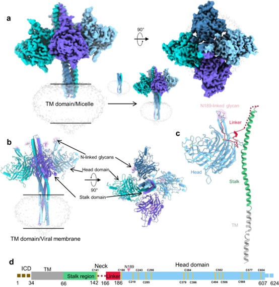 cryo-em-structure-of-henipavirus-g-protein-homotetramer