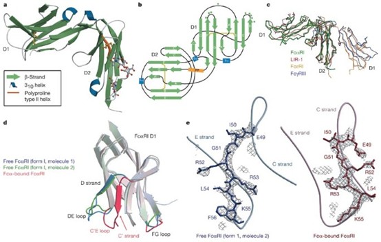 Crystal structure of human Fc&alpha;RI (CD89) in complex with IgA1-Fc. The receptor binds at the C&alpha;2&ndash;C&alpha;3 junction of IgA, with two Fc&alpha;RI molecules interacting with each IgA Fc dimer. (Source: Herr et al., Nature 2003)