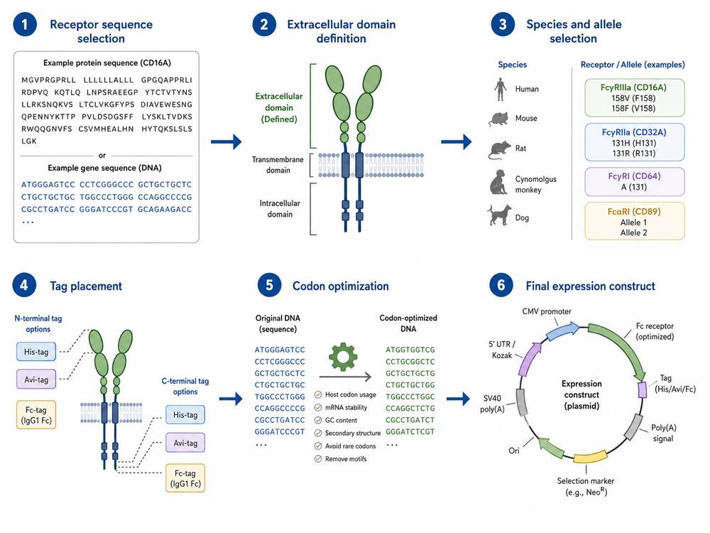 Custom Fc Receptor Construct Design Strategy