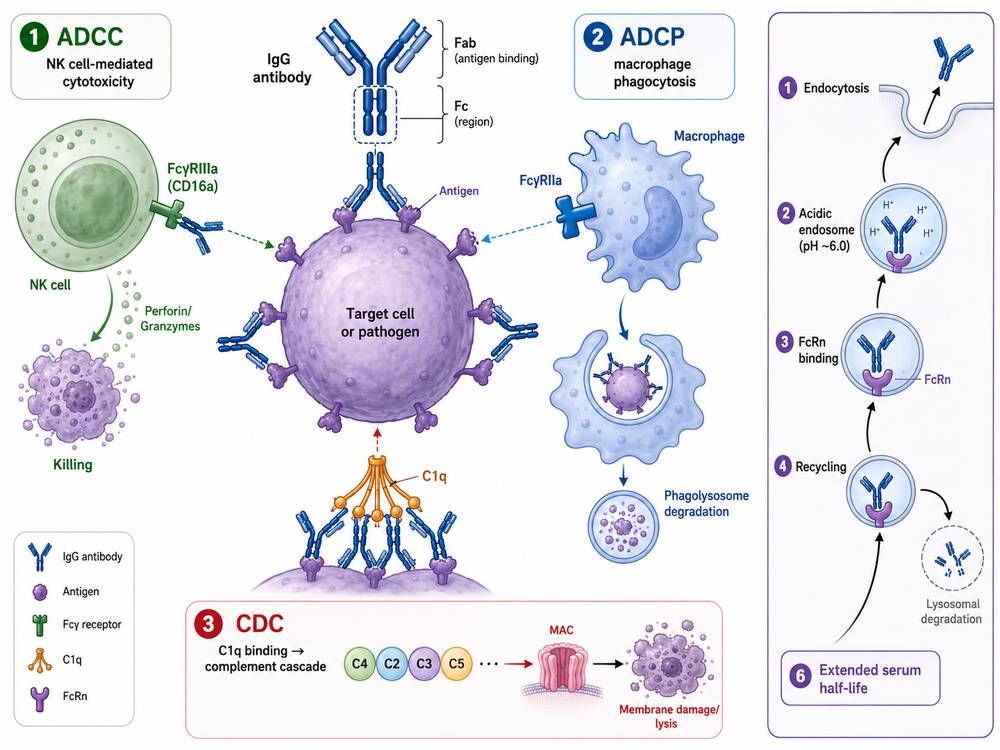Fc-Mediated Effector Functions of Therapeutic mAbs
