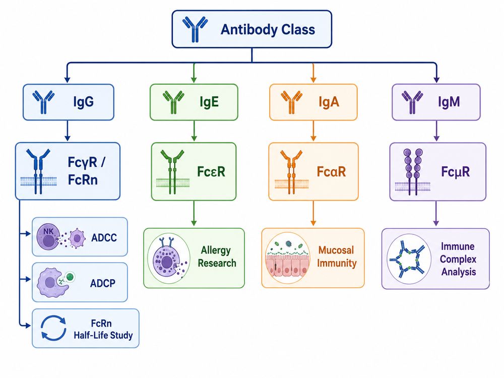 FFc Receptor Family Selection Map