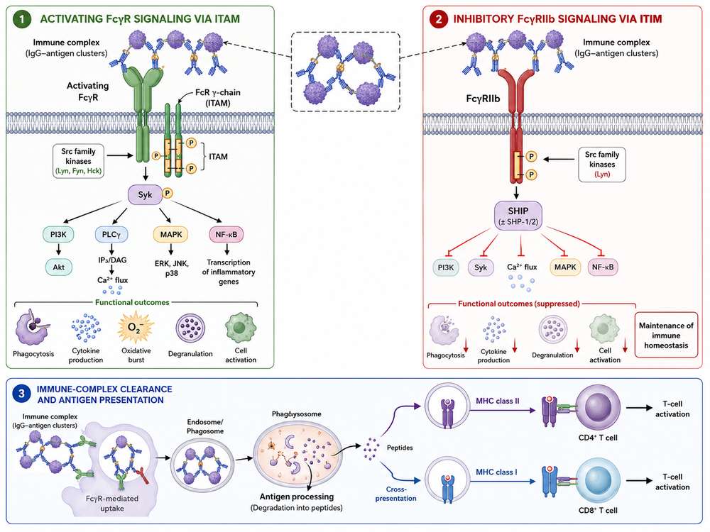 Fc Receptor-Mediated Antibody Effector Functions