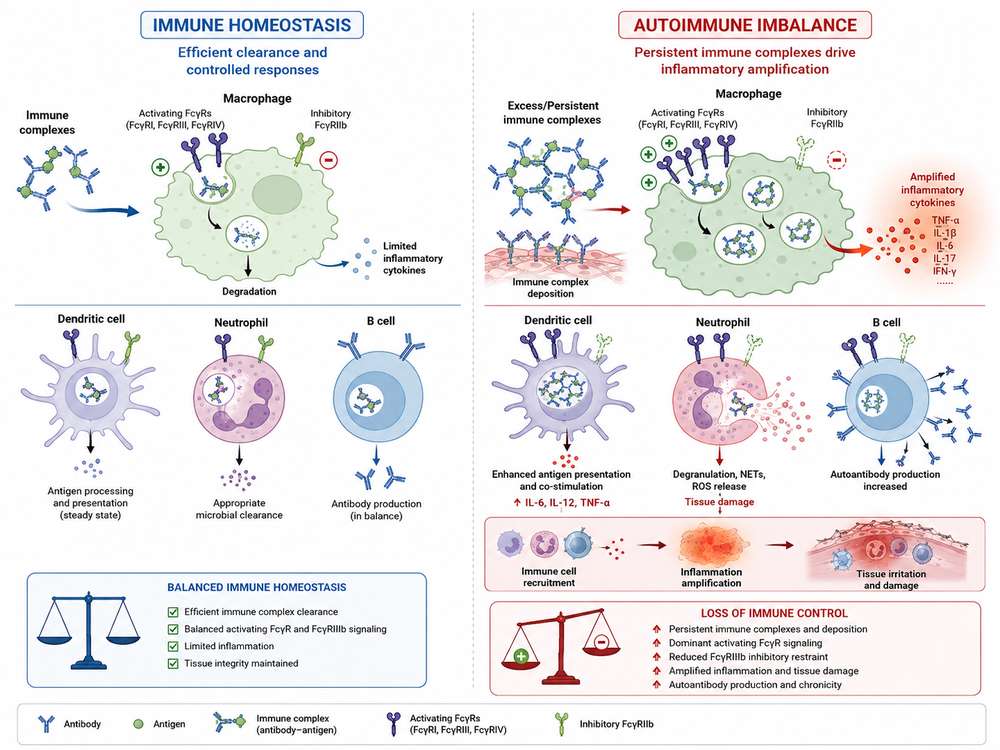 Fc receptors regulate immune complex clearance, inflammatory activation, and immune tolerance in autoimmune disease.