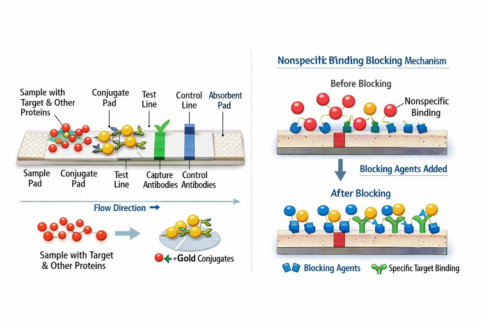 lfa-strip-architecture-and-nonspecific-binding-blocking-mechanisms