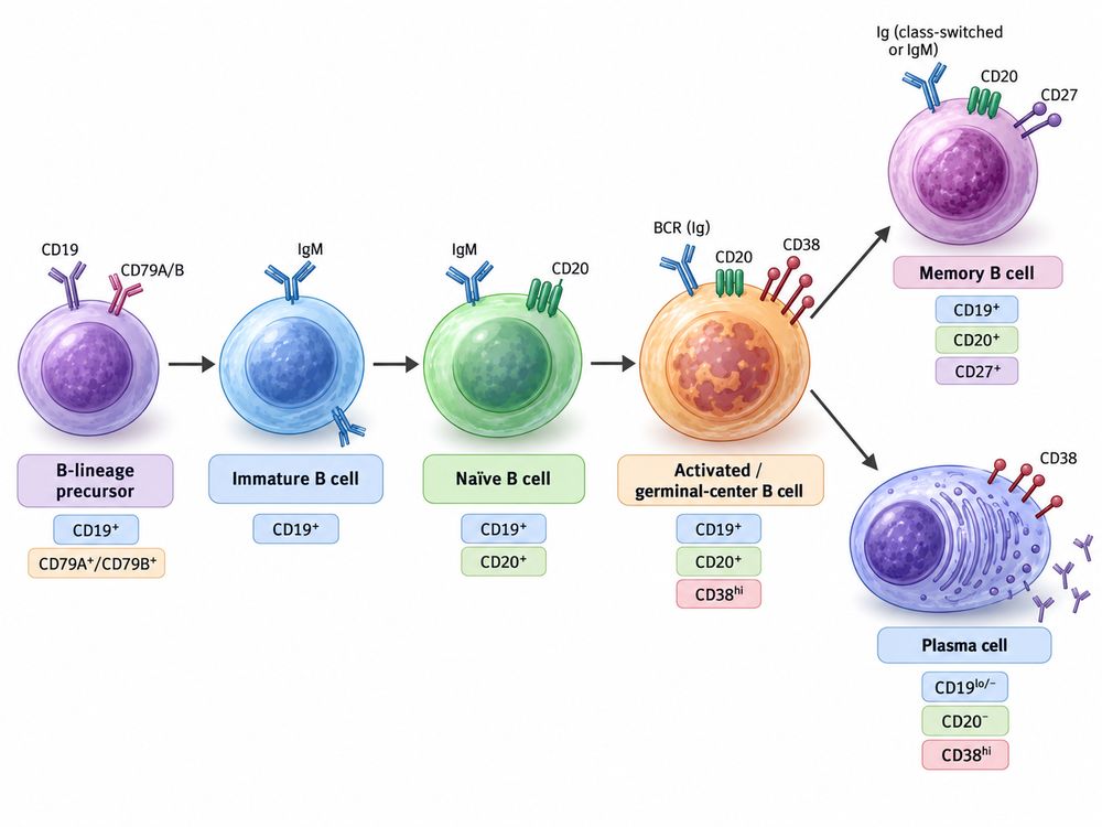 B cell differentiation pathway showing representative CD19, CD20, CD27, CD38, CD79A and CD79B expression patterns.