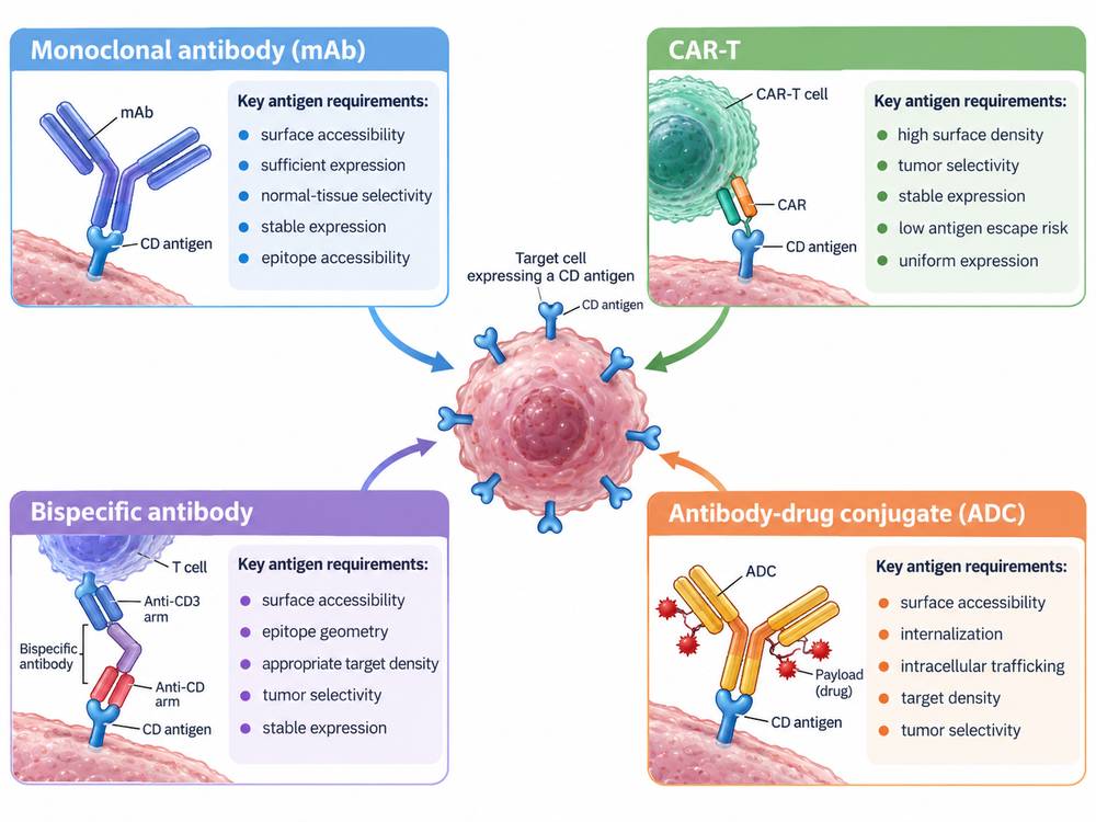 Different CD antigen requirements for therapeutic antibodies, CAR-T cells, bispecific antibodies and antibody-drug conjugates.