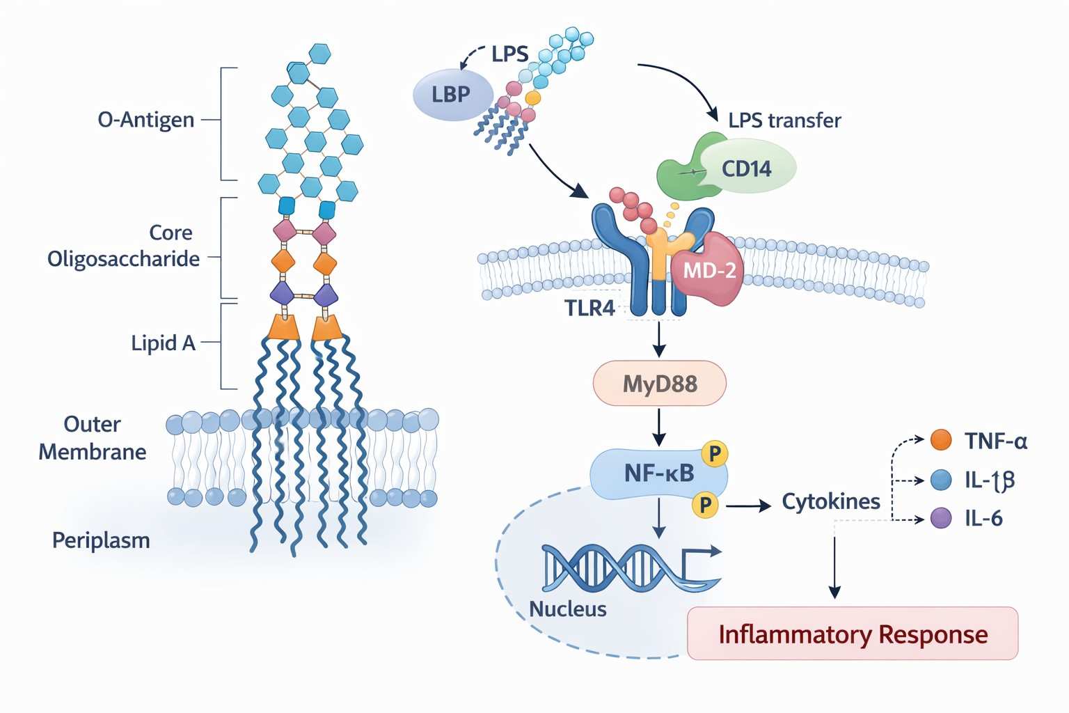 schematic-diagram-of-lps-structure-and-recognition-mechanism-with-tlr4md-2-complex