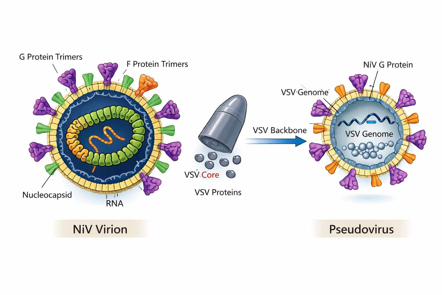 schematic-diagram-of-nipah-virus-structure-and-pseudovirus-system-principle