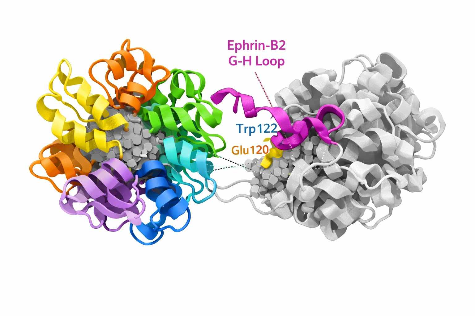schematic-diagram-of-niv-g-protein-ephrin-b2-complex-structure