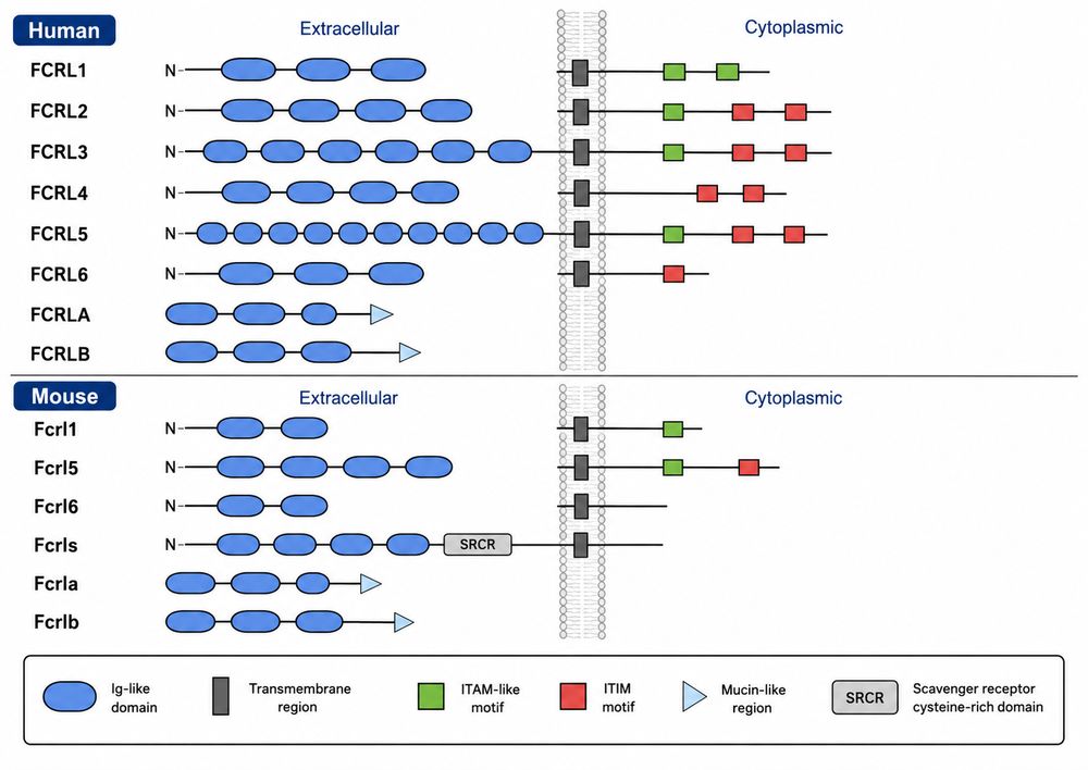 Structural comparison of human and mouse FCRL proteins showing extracellular Ig-like domains, transmembrane regions, and cytoplasmic signaling motifs (ITAM-like in green, ITIM in red).