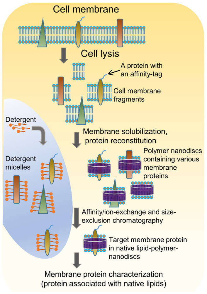 Schematic representation of membrane protein purification using the traditional detergent-based approach and the detergent-free polymer-based approach.