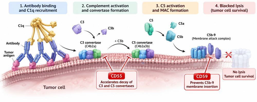 CD55 and CD59 suppressing different stages of antibody-mediated complement-dependent cytotoxicity.