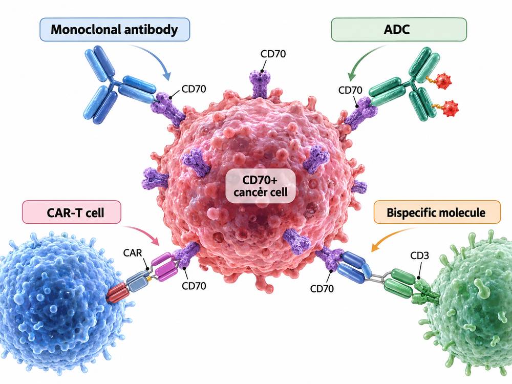 Antibody, antibody-drug conjugate, CAR-T and bispecific approaches targeting CD70-positive tumor cells.