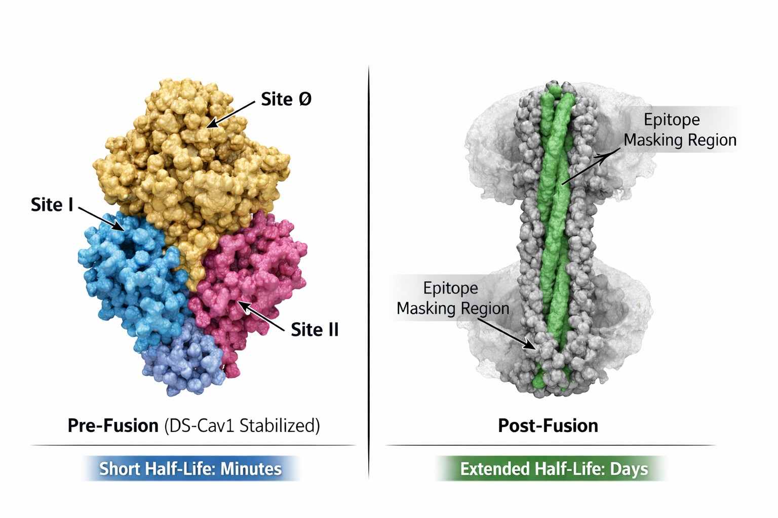 comparison-of-nipah-virus-f-protein-pre-fusion-and-post-fusion-conformations