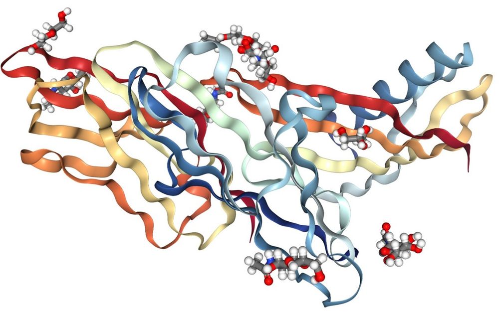 Crystal structure of CD16a (Fc&gamma;RIIIa) showing the extracellular domain architecture critical for IgG Fc engagement.
