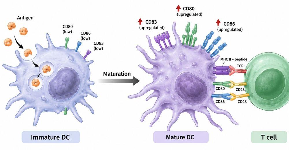 Dendritic cell maturation showing increased CD83, CD80 and CD86 expression and T cell costimulation.