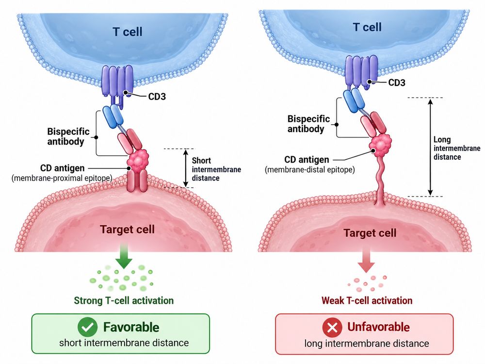 Effect of CD antigen epitope position on the geometry of bispecific T-cell engagement.