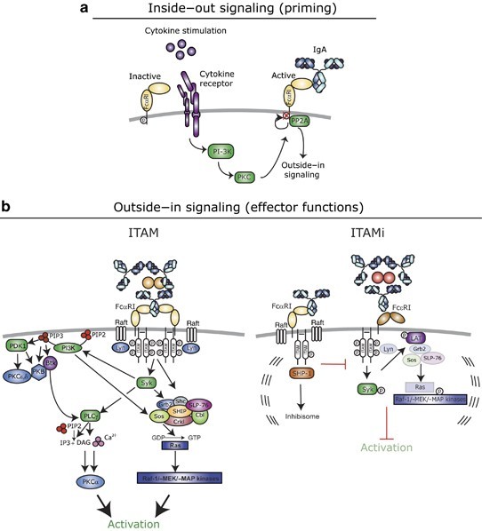 Model for the role of Fc&alpha;RI in mucosal and systemic immunity. (a) Homeostasis: SIgA prevents bacterial invasion; serum IgA maintains anti-inflammatory tone via ITAMi. (b) Local translocation: dIgA opsonizes pathogens; neutrophils clear infection via ITAM signaling and LTB4 release. (c) Systemic translocation: serum IgA-opsonized bacteria are cleared by Kupffer cells. (Source: van der Steen et al., Mucosal Immunology 2011)