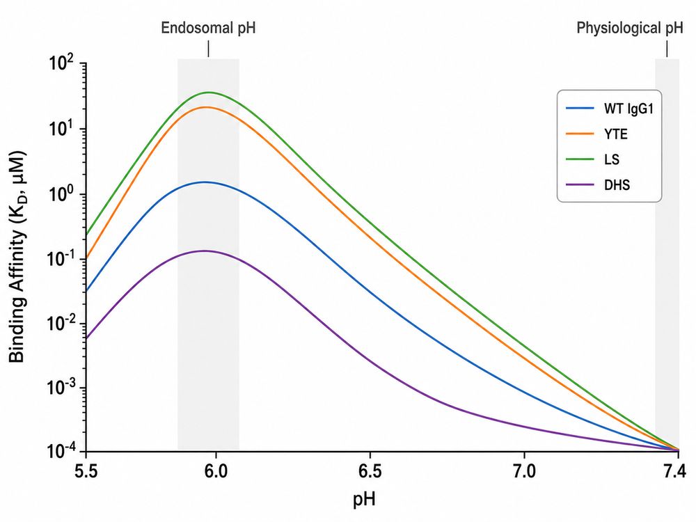 pH-dependent FcRn binding profiles of wild-type and engineered IgG Fc variants. The ideal therapeutic profile maximizes affinity at endosomal pH (~6.0) while ensuring complete dissociation at physiological pH (~7.4).