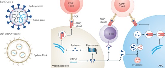 schematic-diagram-of-mrna-lnp-vaccine-mechanism-of-action-and-antigen-presentation-process