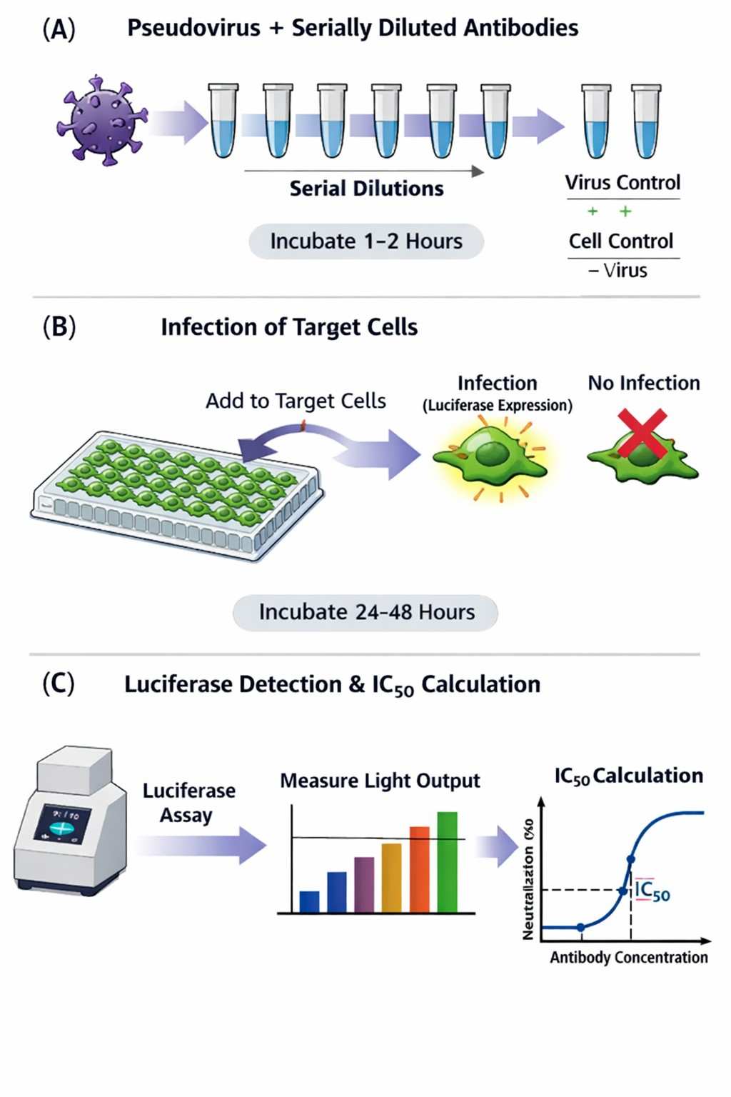 schematic-diagram-of-pseudovirus-neutralization-assay-workflow