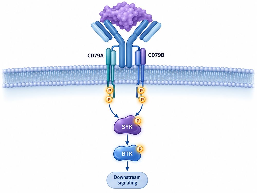 B cell receptor complex showing antigen-binding immunoglobulin associated with CD79A and CD79B signaling chains.