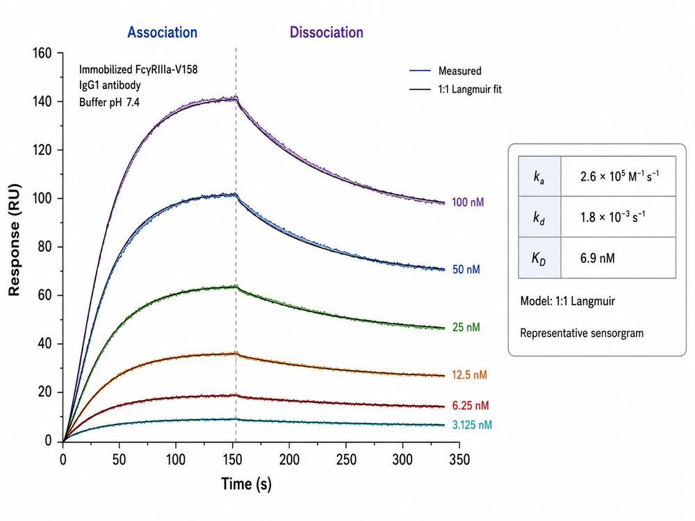SPR-Based Fc&gamma;R Binding Kinetics in Antibody Screening