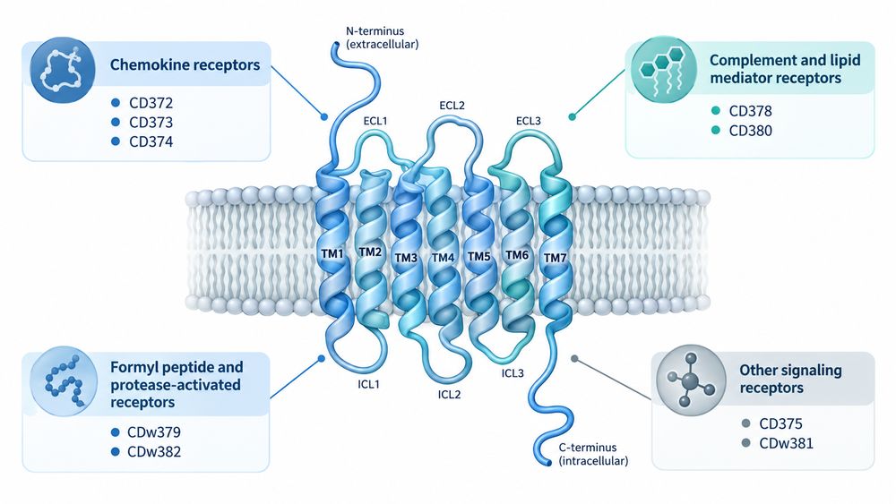 Scientific illustration of the seven-transmembrane structure of GPCR CD molecules and representative newly designated CD markers involved in immune signaling and cell migration.